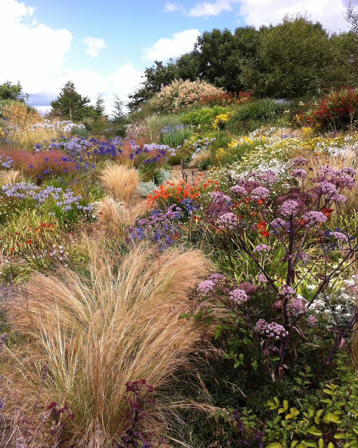 Colorful flowers and grasses in a backyard garden
