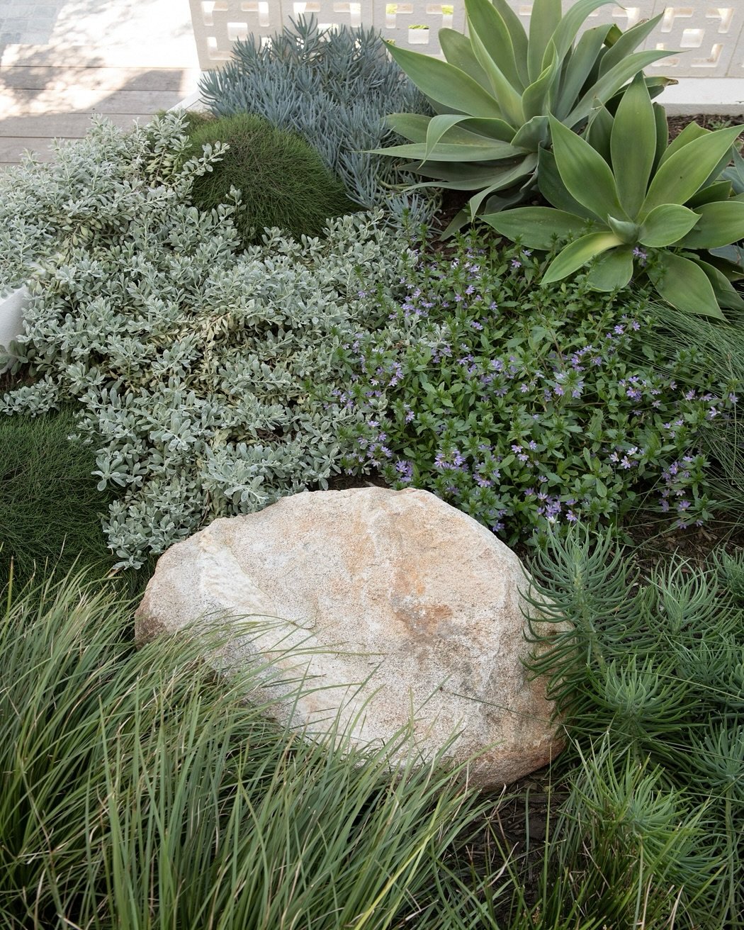Large stone among silvery garden plants